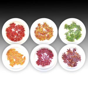Paper Chips